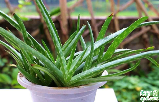芦荟爆盆太多了怎么办 芦荟怎么分枝移盆