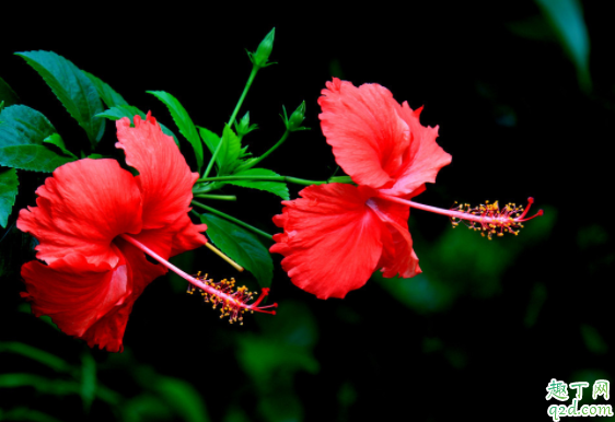 重瓣扶桑黄叶有什么办法吗 扶桑开花期怎样浇水