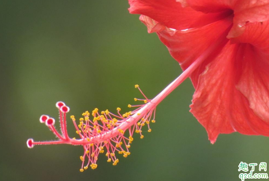 重瓣扶桑黄叶有什么办法吗 扶桑开花期怎样浇水