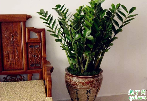 金钱树好养活不 金钱树要怎样养长的旺盛