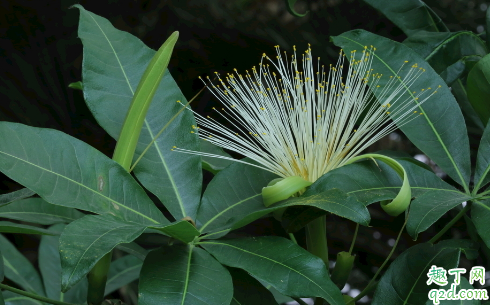 金钱树好养活不 金钱树要怎样养长的旺盛