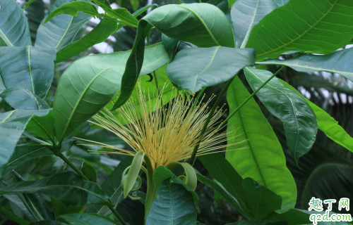 金钱树好养活不 金钱树要怎样养长的旺盛
