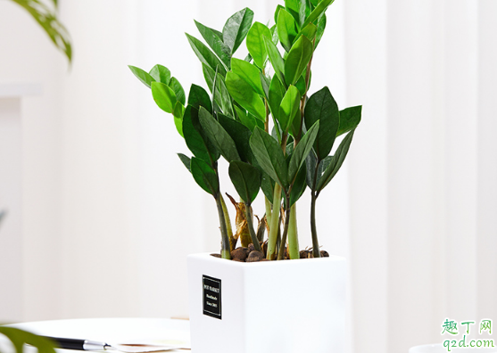 金钱树冬季能换盆吗 金钱树啥时候换盆合适