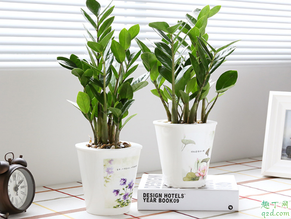 金钱树冬季能换盆吗 金钱树啥时候换盆合适