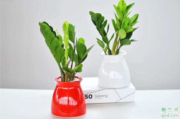 新买的金钱树可以换盆不 金钱树换盆后需不需要浇透水