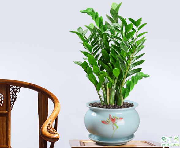 新买的金钱树可以换盆不 金钱树换盆后需不需要浇透水