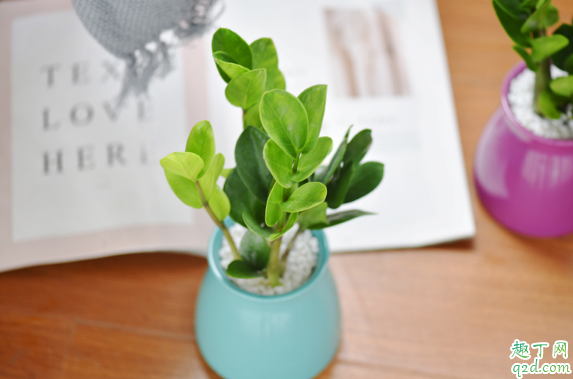 新买的金钱树可以换盆不 金钱树换盆后需不需要浇透水