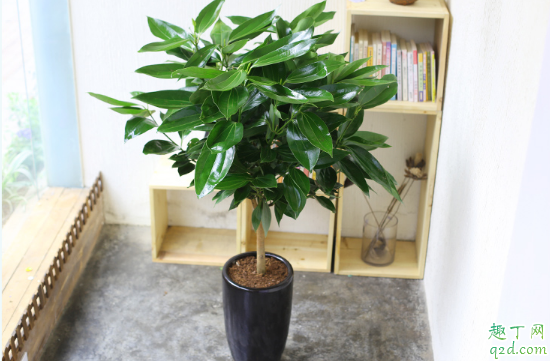 平安树为什么总是叶尖发黑 平安树的叶子发黑了该咋办