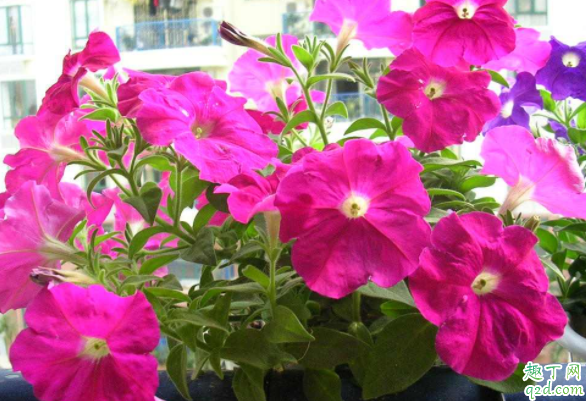 怎么让矮牵牛花冬天开花 矮牵牛卷叶怎么回事