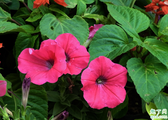 怎么让矮牵牛花冬天开花 矮牵牛卷叶怎么回事