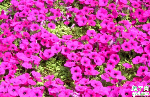 矮牵牛怎么修剪长花 矮牵牛可以在阳台养吗