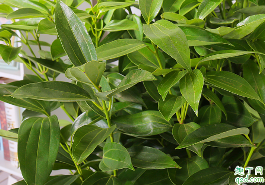 平安树打蔫是怎么回事 平安树的叶子焉了如何救