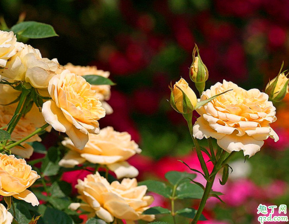 月季为什么不能在室内 月季和玫瑰怎么区分