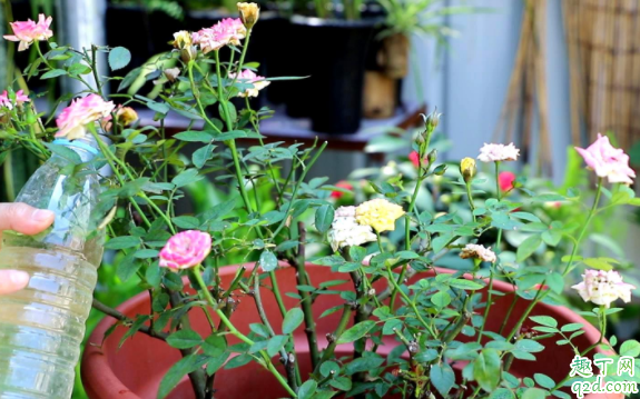 月季为什么不能在室内 月季和玫瑰怎么区分