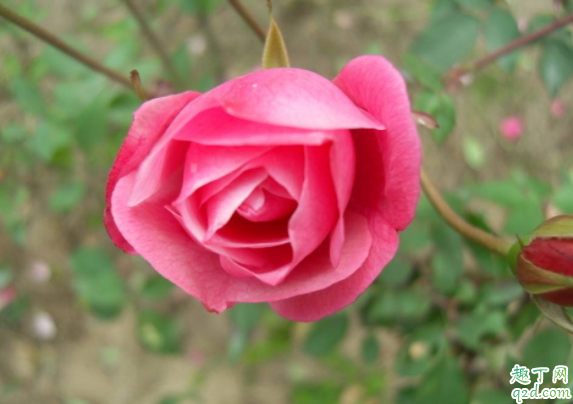 月季为什么不能在室内 月季和玫瑰怎么区分