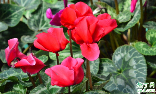 仙客来为啥会烂花苞 仙客来花苞烂还有没有救