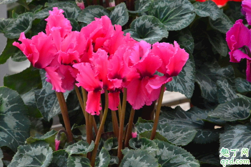 仙客来为啥会烂花苞 仙客来花苞烂还有没有救