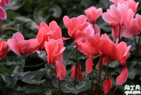 为什么仙客来的叶子会变黄 仙客来叶子发黄枯萎怎么处理