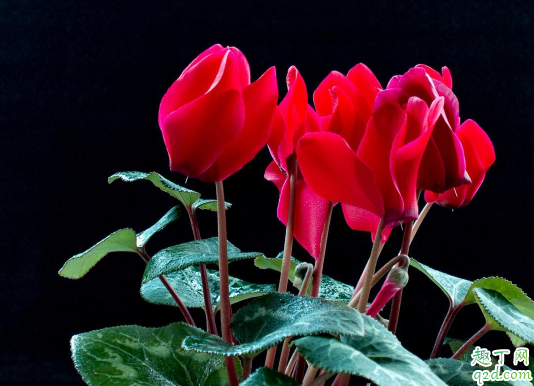 为什么仙客来的叶子会变黄 仙客来叶子发黄枯萎怎么处理