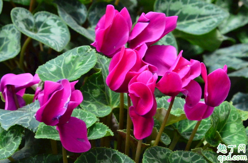 仙客来浇水能浸盆吗 仙客来浇什么水好