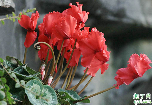 仙客来浇水能浸盆吗 仙客来浇什么水好