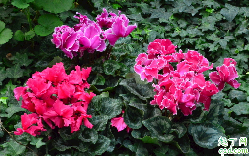 仙客来冬季能不能换盆 仙客来换盆后怎么养护