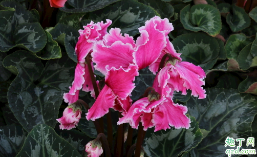 仙客来冬季能不能换盆 仙客来换盆后怎么养护