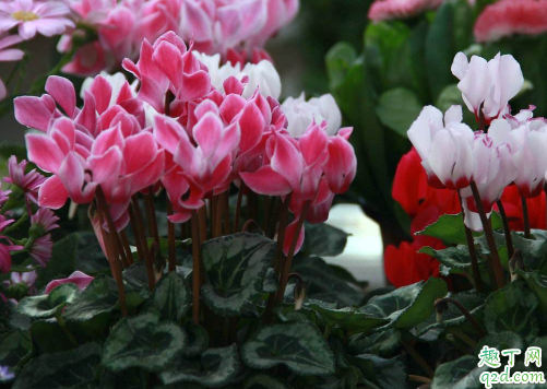 仙客来只长叶子不开花因为什么 仙客来怎样养花开不断