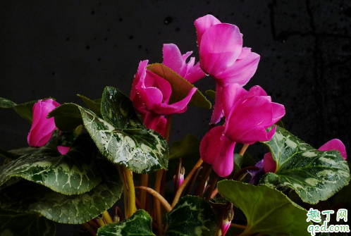 仙客来只长叶子不开花因为什么 仙客来怎样养花开不断