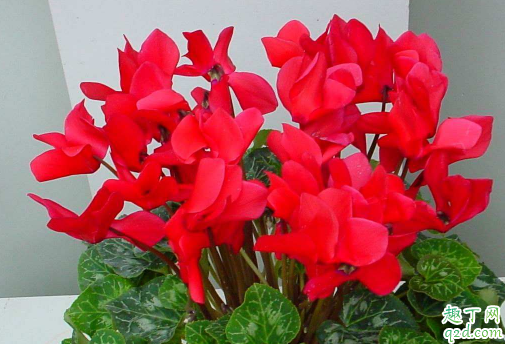 仙客来只长叶子不开花因为什么 仙客来怎样养花开不断