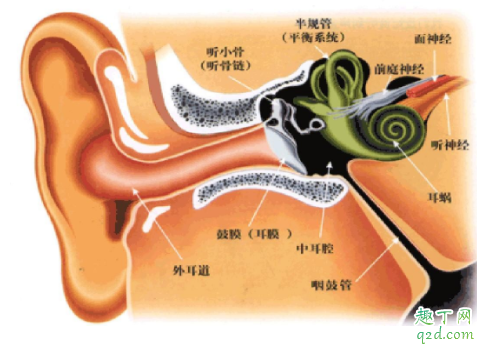 耳朵发炎是中耳炎吗 耳朵发炎了怎么办