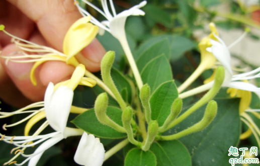 金银花泡澡能帮宝宝去湿疹吗 金银花治湿疹咋煮水好