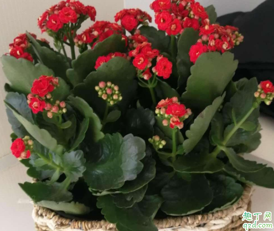 长寿花11月打顶影响开花吗 长寿花叶片变干怎么办