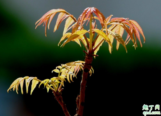 香椿芽老烂根是怎么回事 香椿芽烂根怎么办