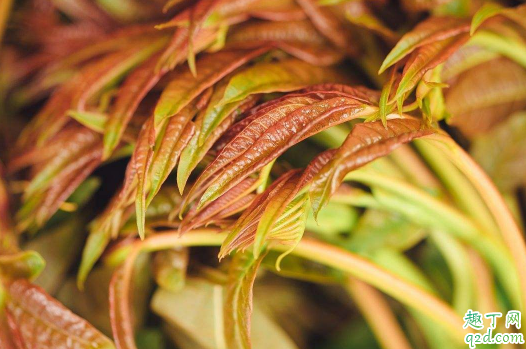 香椿芽老烂根是怎么回事 香椿芽烂根怎么办