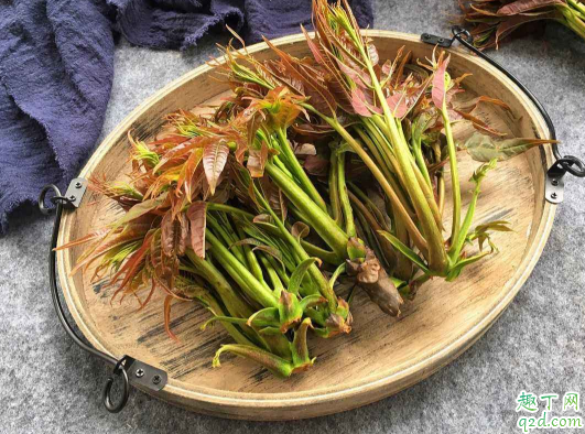 香椿芽可以种植么 如何栽种香椿芽菜