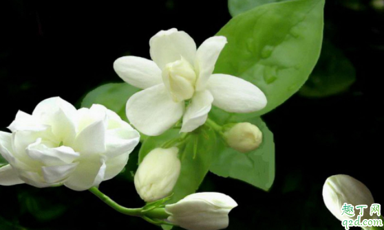 茉莉夏天可以换盆吗 刚买的茉莉怎么修剪