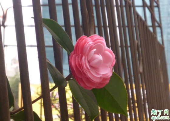 茶花能不能套塑料袋 茶花套袋保湿会闷死吗