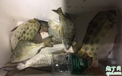 海岸边浪大怎么钓鱼 海钓能用的自然饵料有哪些