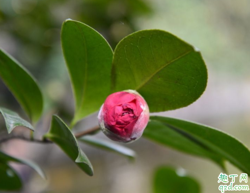 饼肥水可以浇茶花吗 伏天可以用饼肥水浇花吗