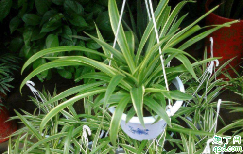 饼肥水可以浇茶花吗 伏天可以用饼肥水浇花吗