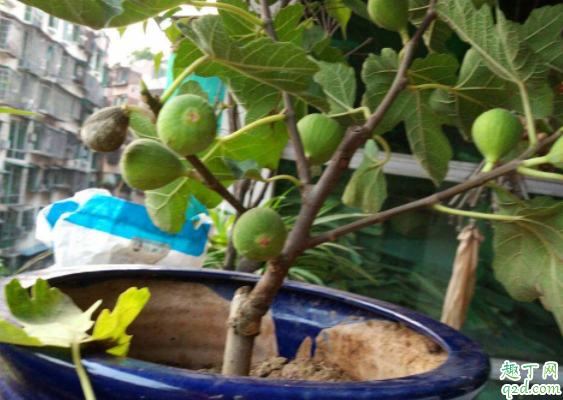 盆栽无花果不发芽怎么办 无花果冬天怎么过冬
