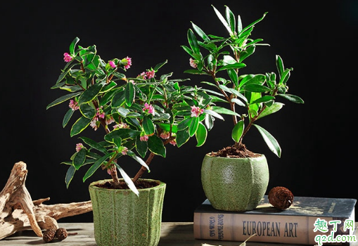瑞香花落后的新枝能剪吗 给瑞香花修剪哪些是要注意的
