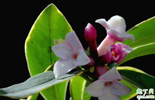 瑞香花新叶发黄是怎么回事 瑞香花新叶发黄该怎么解决