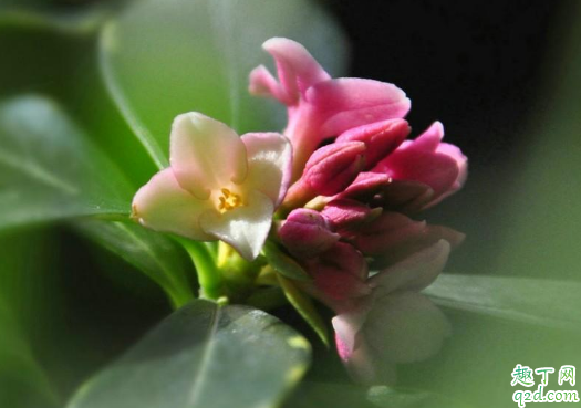 瑞香花新叶发黄是怎么回事 瑞香花新叶发黄该怎么解决