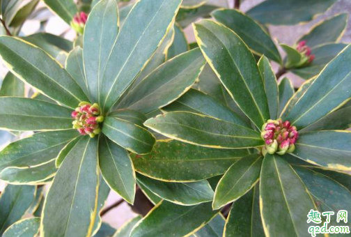 瑞香花室内养好还是室外养好 瑞香花怎样养花开旺盛