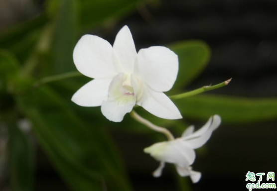 兰花出花蕾了怎样养护 兰花花苞还没开就干了什么情况