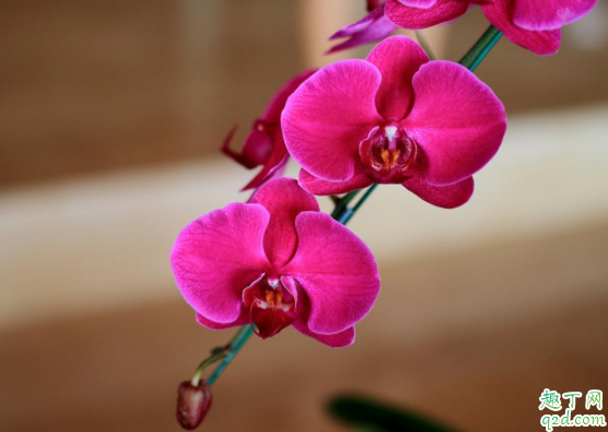 兰花花苞为什么会枯萎 兰花花苞变黑怎么回事