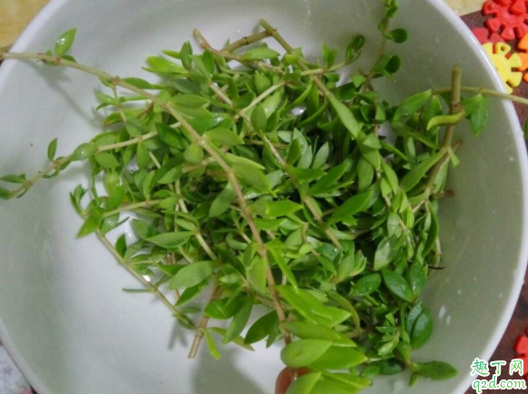 垂盆草适合什么环境 垂盆草长什么样