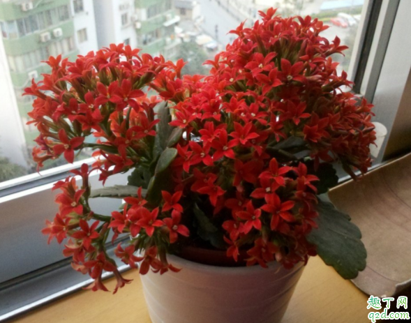 长寿花冬季可以修剪吗 长寿花开完花后徒长怎么办